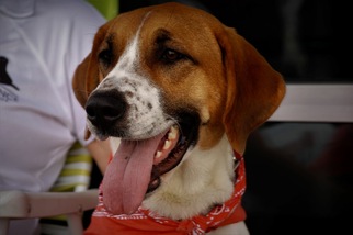 Treeing Walker Coonhound Dogs for adoption in Southampton, NY, USA