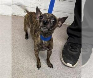 Chihuahua Dogs for adoption in San Bernardino, CA, USA