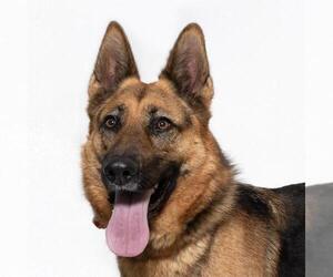 German Shepherd Dog Dogs for adoption in Santa Maria, CA, USA