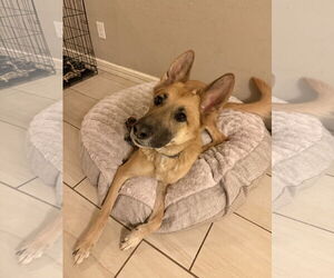 German Shepherd Dog-Unknown Mix Dogs for adoption in Chandler, AZ, USA