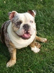 Bulldog Dogs for adoption in Westminster, CO, USA