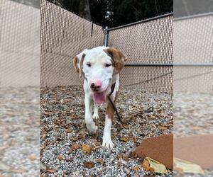 Catahoula Leopard Dog Dogs for adoption in Palmetto, FL, USA