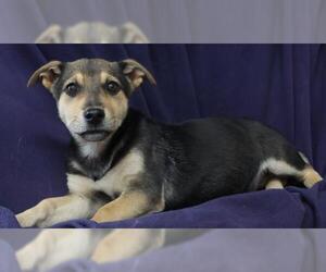Labrador Retriever-Unknown Mix Dogs for adoption in Thief River Falls, MN, USA