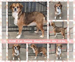 Bocker Dogs for adoption in Mesa, AZ, USA