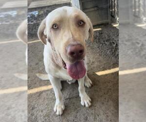 Labrador Retriever Dogs for adoption in Riverside, CA, USA