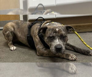 American Bulldog-Unknown Mix Dogs for adoption in Forestville, MD, USA