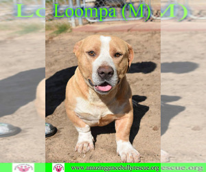 Basset Hound Dogs for adoption in Pensacola, FL, USA