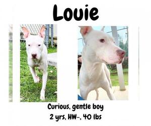 Dogo Argentino Dogs for adoption in Albany, GA, USA