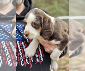 Beagle-English Springer Spaniel Mix Dogs for adoption in Mt. Laurel, NJ, USA