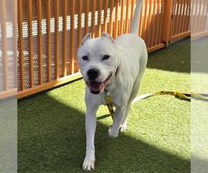 Mutt Dogs for adoption in Las Vegas, NV, USA