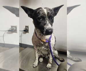 Mutt Dogs for adoption in Las Vegas, NM, USA