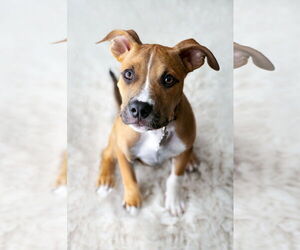 Boxer Dogs for adoption in Rockville, MD, USA