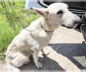 German Shepherd Dog-Unknown Mix Dogs for adoption in Houston, TX, USA