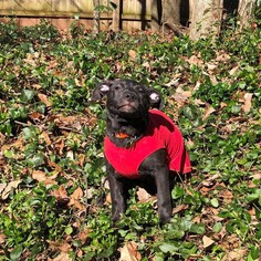 Mutt Dogs for adoption in Smyrna, GA, USA