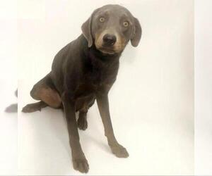Doberman Pinscher Dogs for adoption in Show Low, AZ, USA