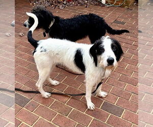 Poodle (Standard)-Unknown Mix Dogs for adoption in Mooresville, NC, USA