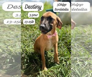 Beagle-Unknown Mix Dogs for adoption in Virginia Beach, VA, USA