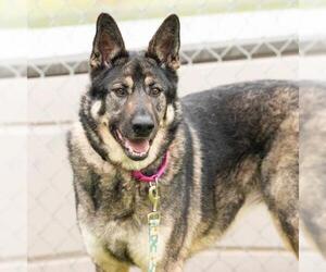 German Shepherd Dog Dogs for adoption in Camarillo, CA, USA