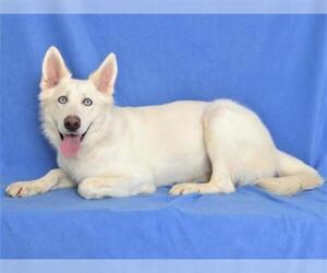 Pyrenees Husky Dogs for adoption in Oroville, CA, USA