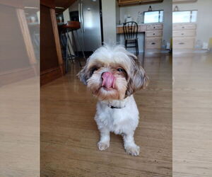 Shih Tzu Dogs for adoption in Fenton, MO, USA