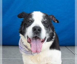 Australian Shepherd-Unknown Mix Dogs for adoption in Pasadena, CA, USA