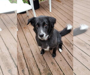 Border Collie-Unknown Mix Dogs for adoption in Rootstown, OH, USA
