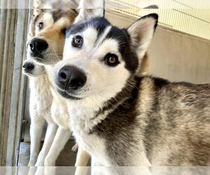 Alaskan Malamute Dogs for adoption in San Bernardino, CA, USA