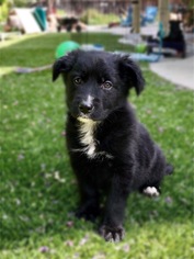 Borador Dogs for adoption in Fair Oaks, CA, USA