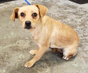 Chiweenie Dogs for adoption in Rockwall, TX, USA