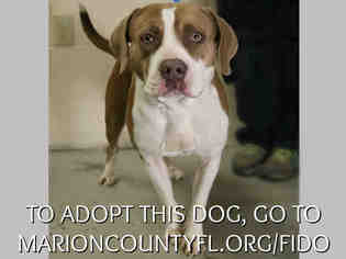 Bulldog Dogs for adoption in Ocala, FL, USA