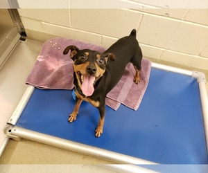 Miniature Pinscher Dogs for adoption in Holly Springs, NC, USA