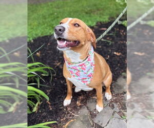 Labrador Retriever-Unknown Mix Dogs for adoption in Warrenton, VA, USA
