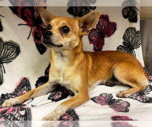 Chihuahua Dogs for adoption in HESPERIA, CA, USA
