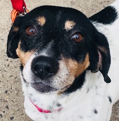 Beagle-Bluetick Coonhound Mix Dogs for adoption in Fairfax, VA, USA