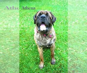 Mastiff Dogs for adoption in Newport, KY, USA