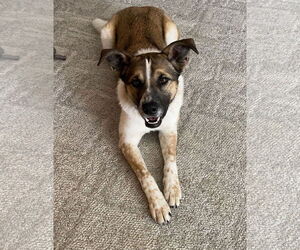 Rat Terrier-Unknown Mix Dogs for adoption in Princeton, MN, USA