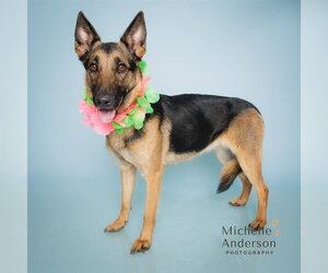 German Shepherd Dog Dogs for adoption in Corona, CA, USA