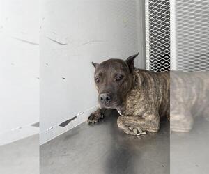 American Pit Bull Terrier Dogs for adoption in Bakersfield, CA, USA