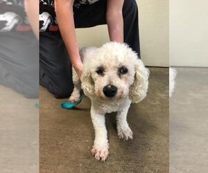 Bichon Frise Dogs for adoption in Claremore, OK, USA