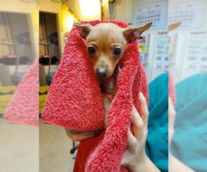 Miniature Pinscher Dogs for adoption in Clayton, CA, USA