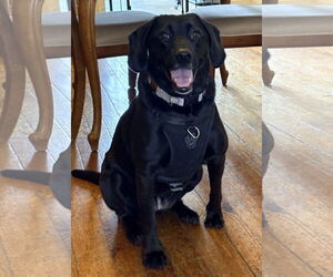 Labrador Retriever-Unknown Mix Dogs for adoption in Warrington, PA, USA
