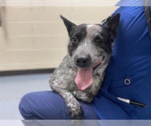 Mutt Dogs for adoption in Denver, CO, USA