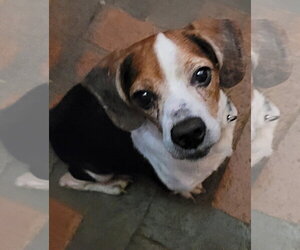 Beagle Dogs for adoption in Dunnellon, FL, USA