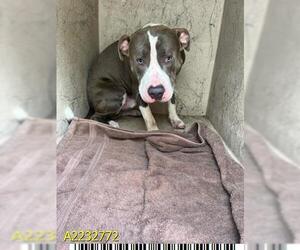 American Pit Bull Terrier Dogs for adoption in West Palm Beach, FL, USA