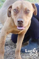 Chesapeake Bay Retriever Dogs for adoption in Washington, DC, USA