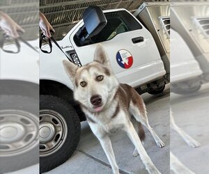 Huskies -Unknown Mix Dogs for adoption in Texas City, TX, USA