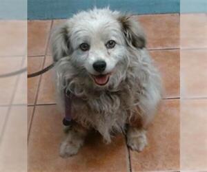 Pomeranian Dogs for adoption in Downey, CA, USA