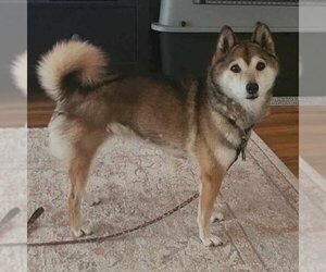 Shiba Inu Dogs for adoption in Fargo, ND, USA
