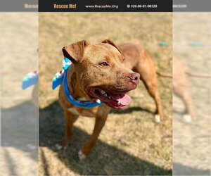 Mutt Dogs for adoption in Benton, PA, USA