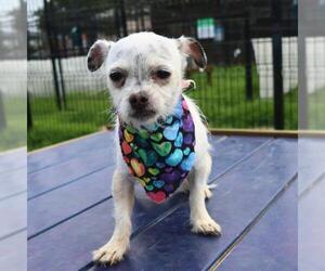 Chihuahua-Unknown Mix Dogs for adoption in San Antonio, TX, USA